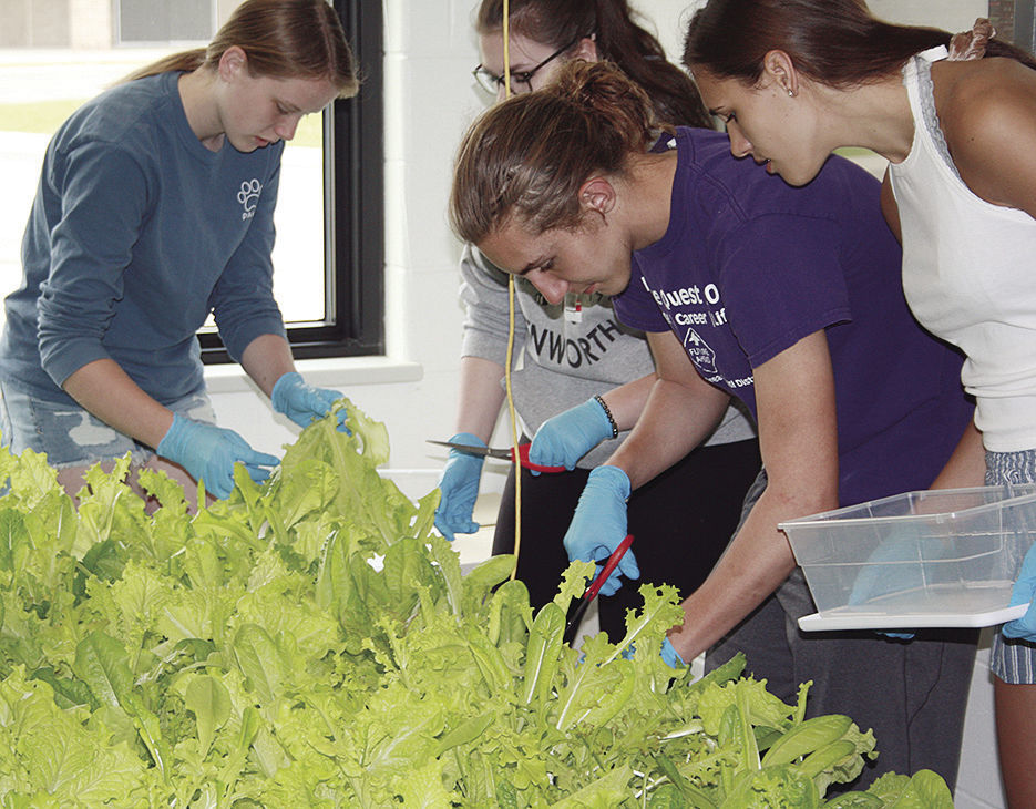 Lettuce harvest